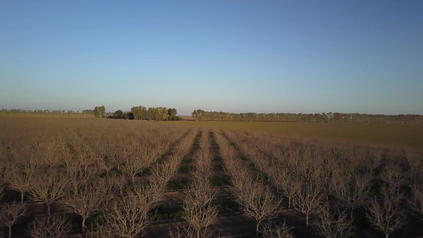 Large field with many small trees