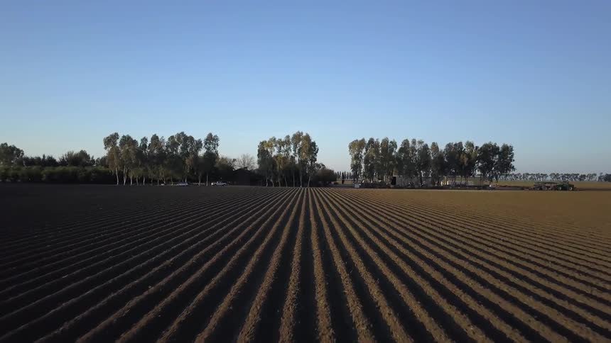 Rows in a large field sit near some trees