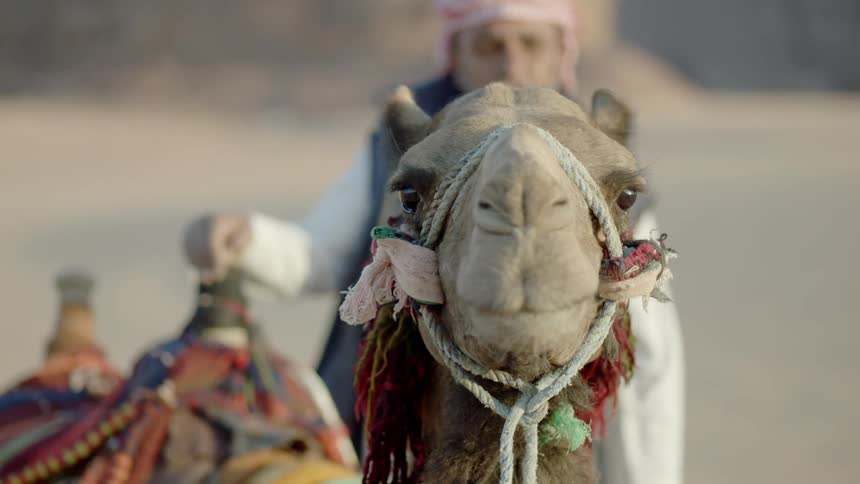 An elderly middle eastern man is standing next to a camel