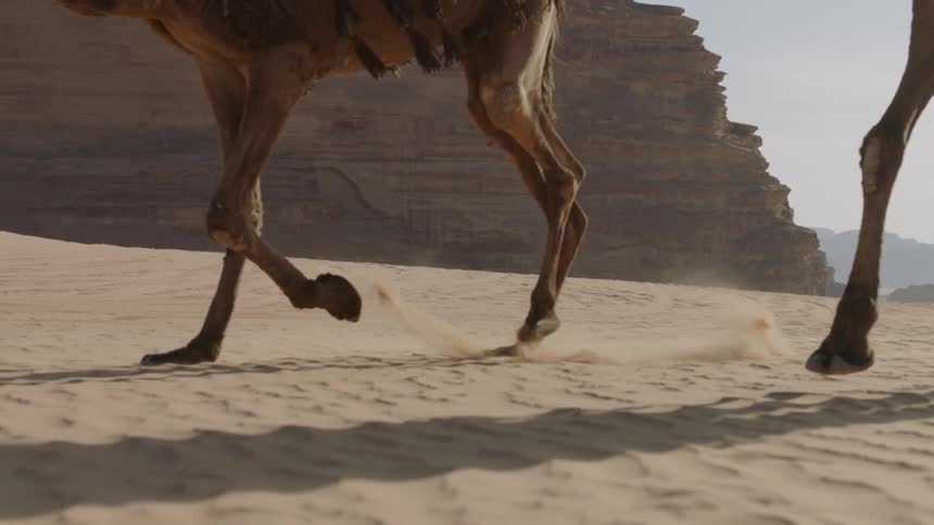 Camels galloping across the sand