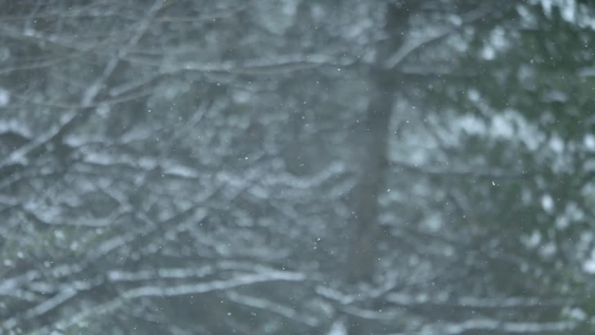 Snow falls through tree branches