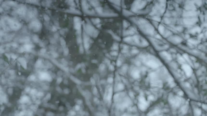 Snow falls from tree branches