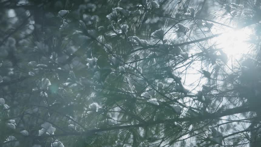 Tree branches blooming in  bright sunlight