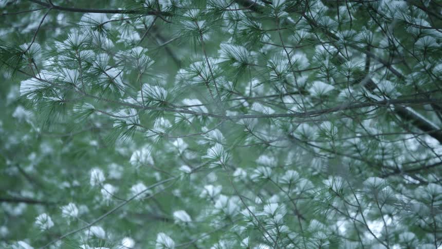 Snow covered tree branches