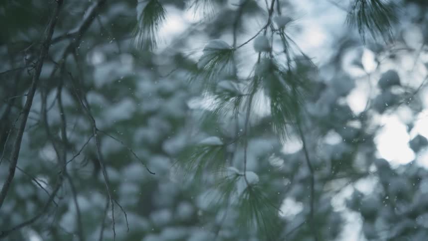 Snow falls in a forest