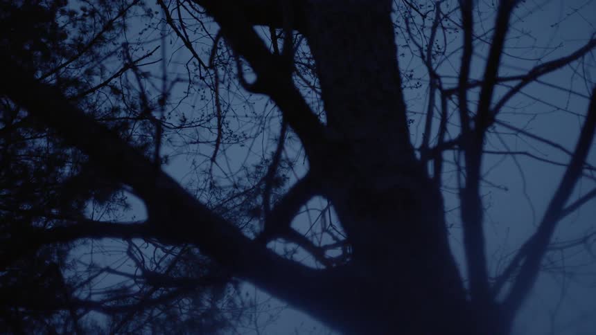 Dark trees are being filmed at sunset from below