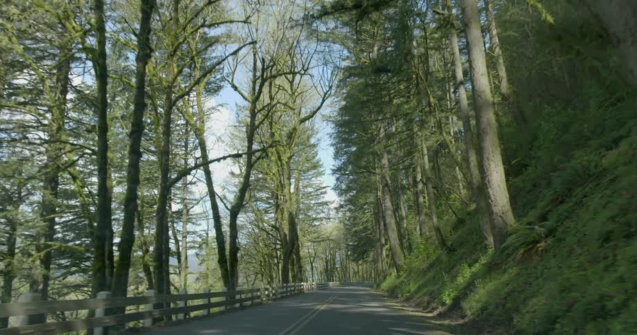 A tree lined road on a mountain
