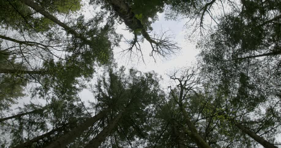 Trees stretch up to the sky in a forest