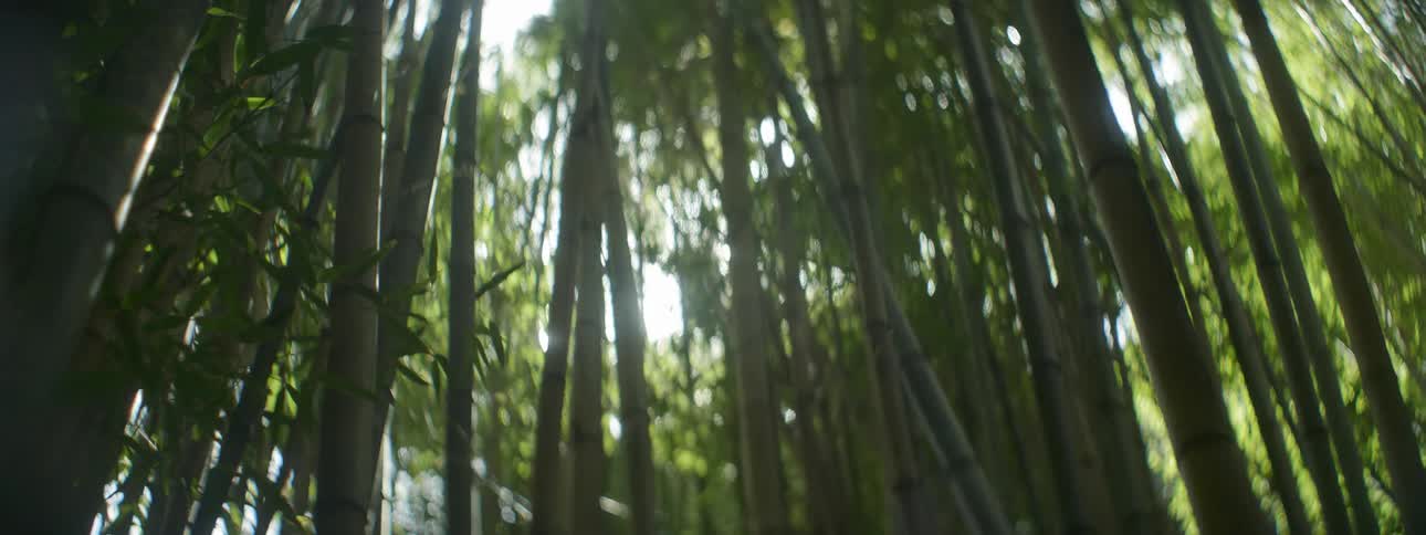 A bamboo forest under the sun