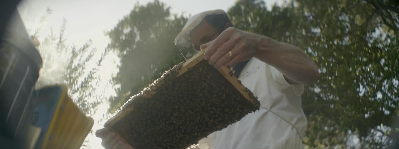 A man examines bees on a box hive screen during the day