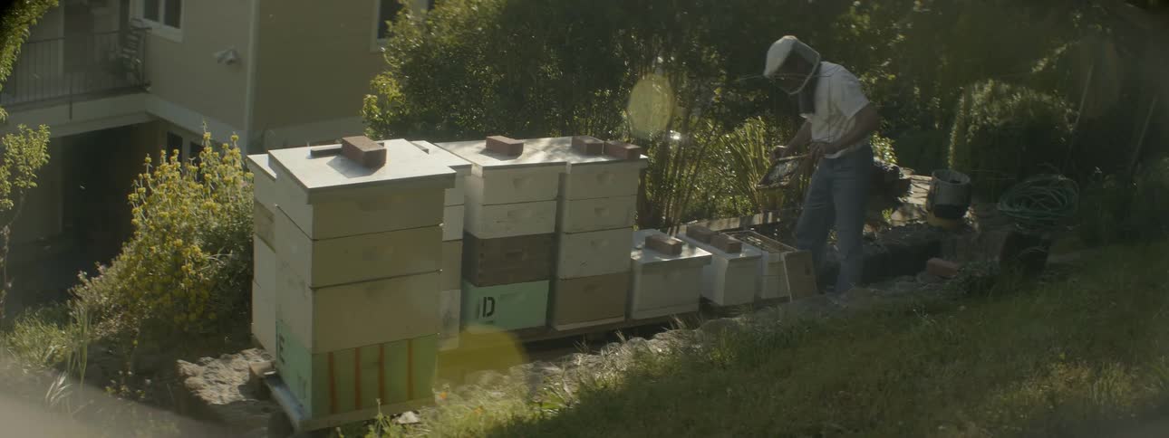A man pulls out a drawer of bees