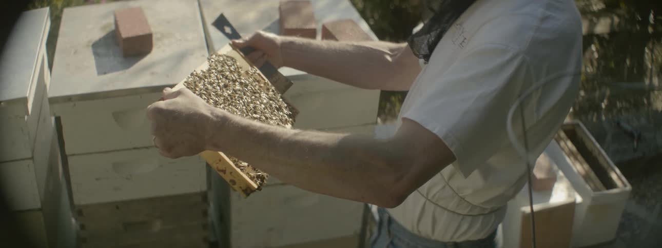 A beekeeper inspects a honeycomb