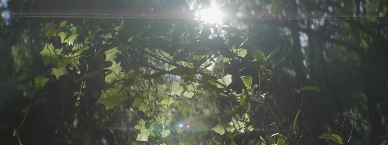 Sun shining through leaves and trees