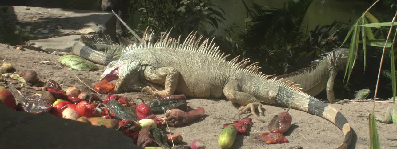 A lizard eats from a pile of fruit and vegetables