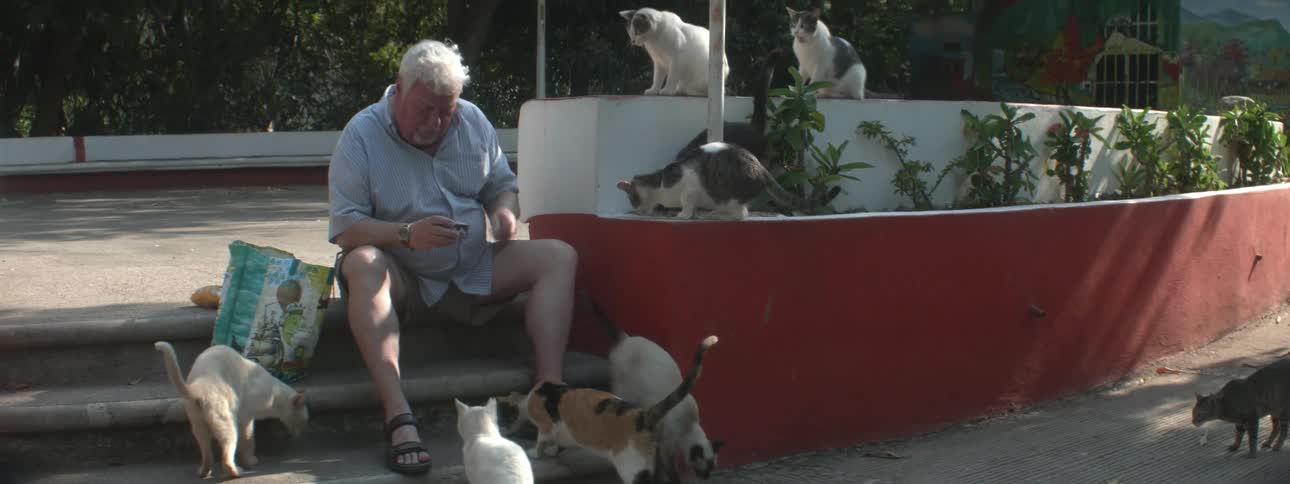 A man feeds cats outside