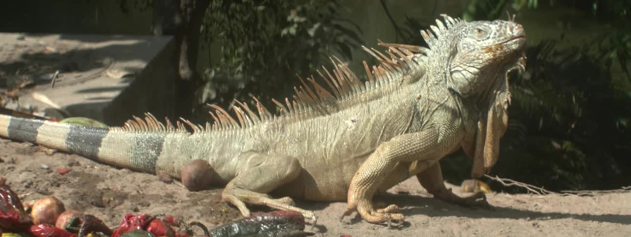A lizard is surrounded by food under the sun