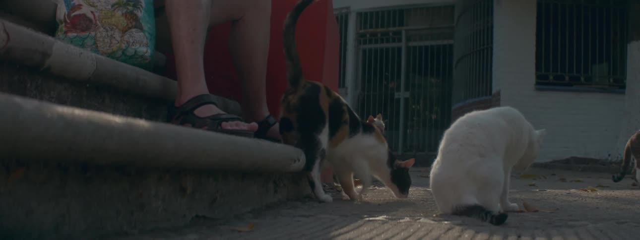 A man is feeding cats outside