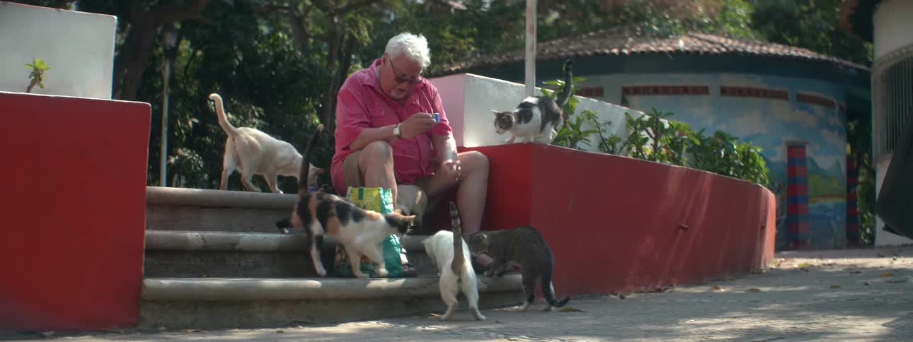 A man is feeding a bunch of cats from a can