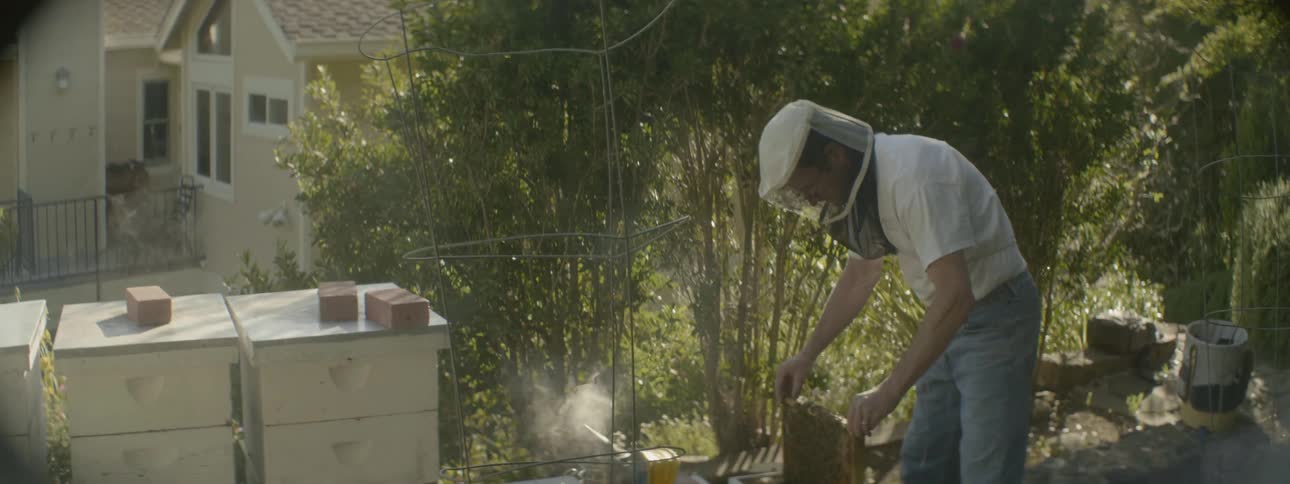 Man putting bees in a box