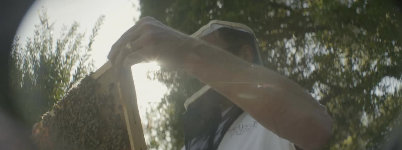 A man is looking at the bees in his farm