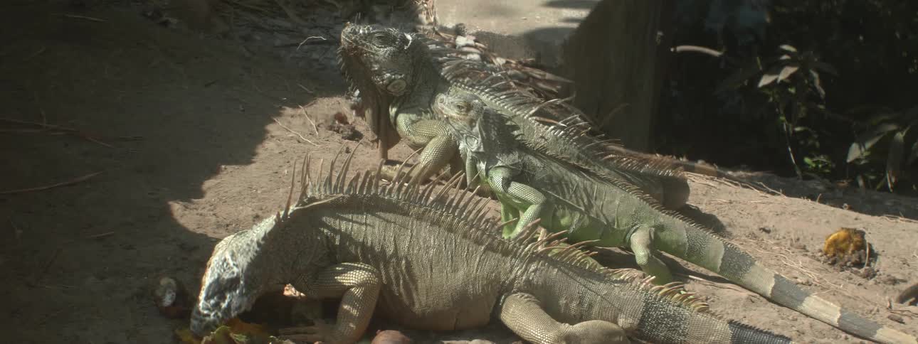 Iguanas eat fruits and vegetables on the ground