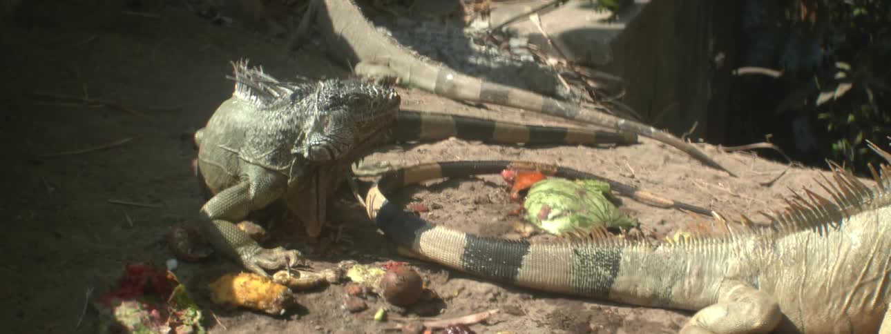 An iguana in an enclosure is feasting on food scraps