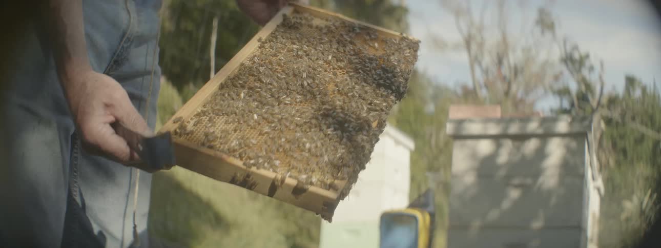 A man is handling a board from a beehive that is covered in bees