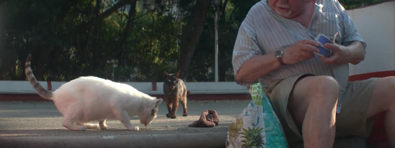 A an is sitting on stairs outside feeding a group of stray cats