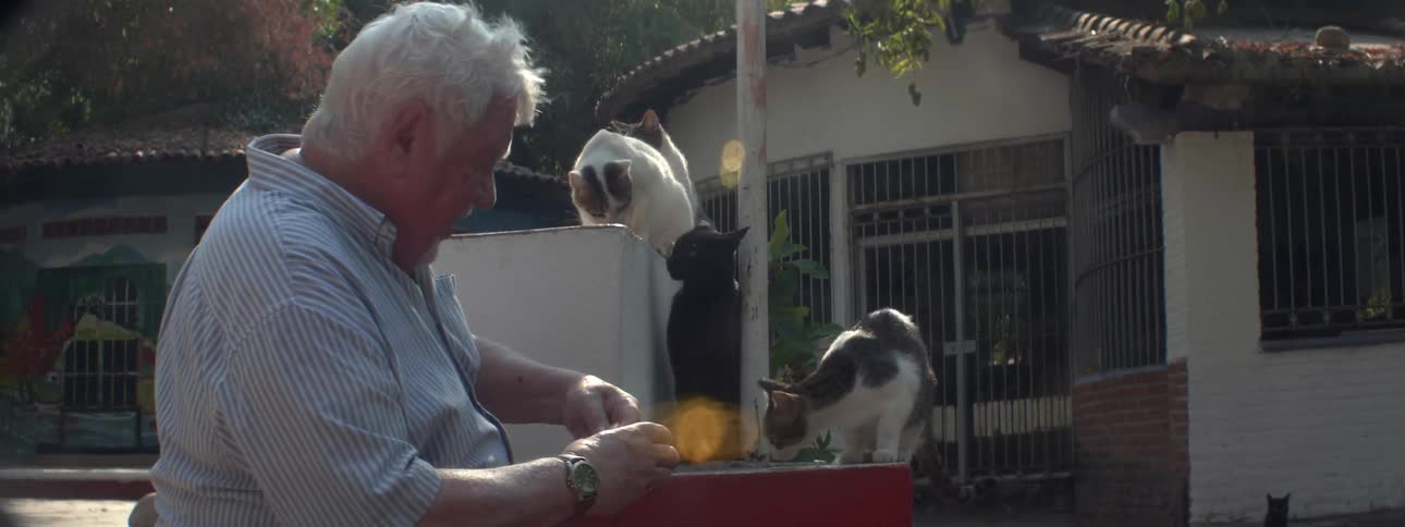 A man feeds cats outside