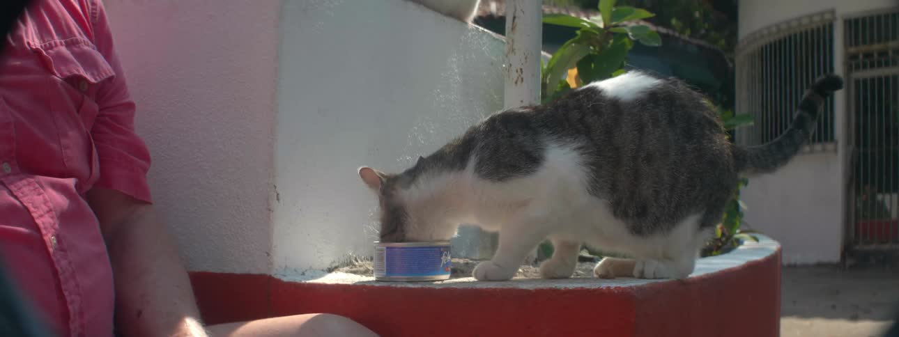 A man feeds a cat outside