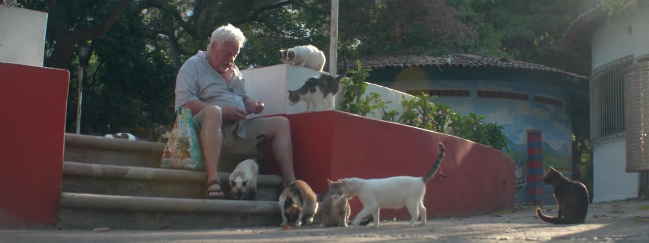 Man sitting on steps feeds multiple cats