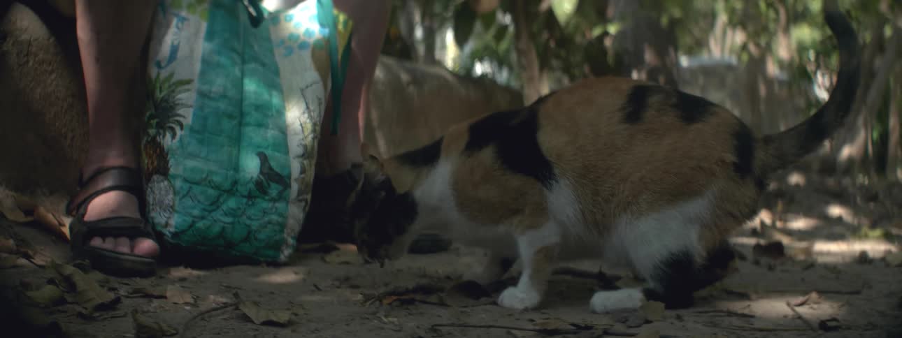 Cat is given some food with a plastic spoon