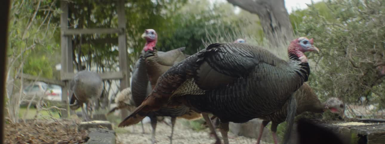 Turkeys graze outside