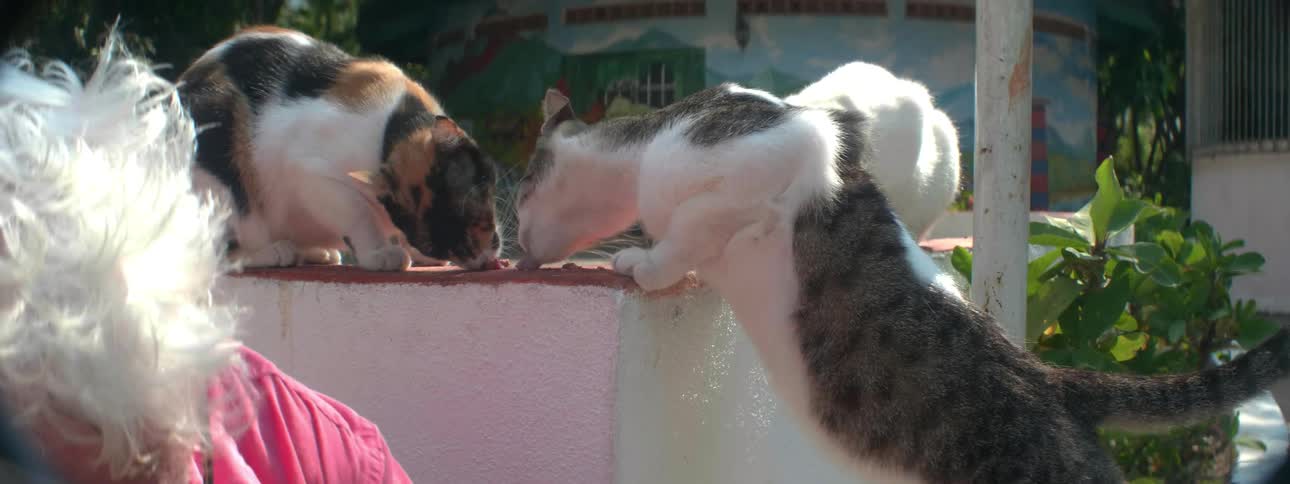 A man feeds some cats outside