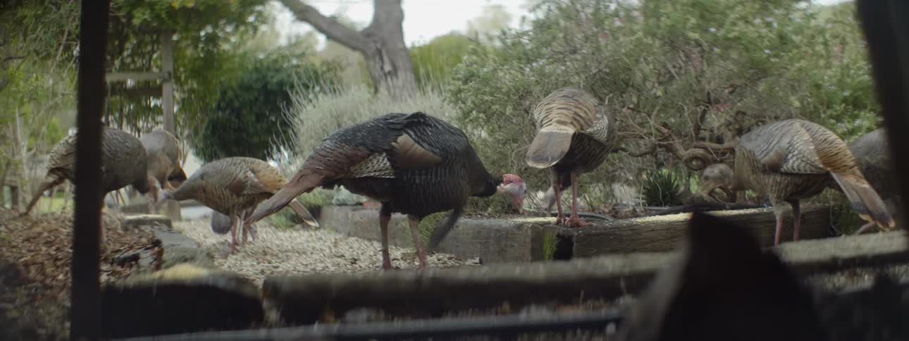 Turkeys eating outside