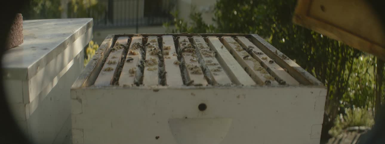 Bees fly around a group of honeycombs