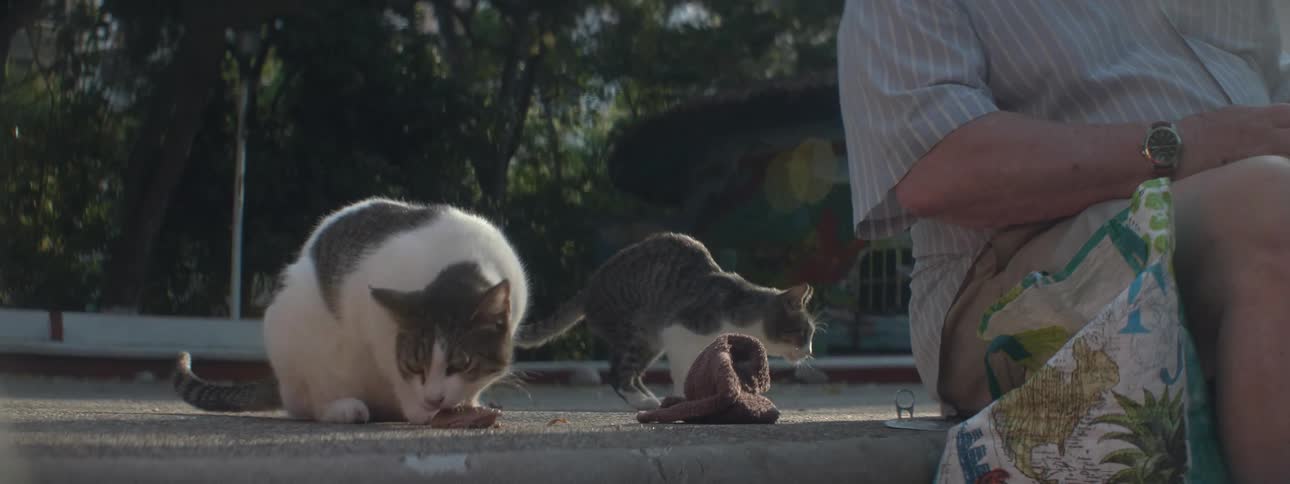A man feeds cats on a step
