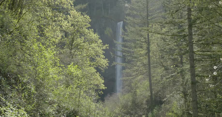 A waterfall seen through a copse of tall trees