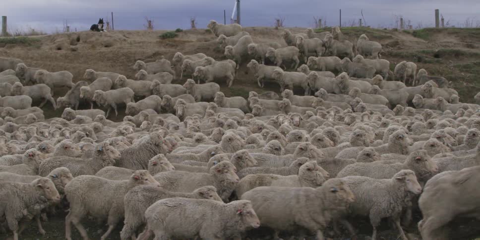 A herd of sheep mill about while being guarded by a dog