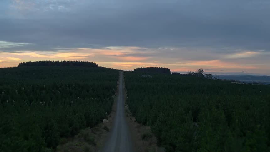 A road through the woods