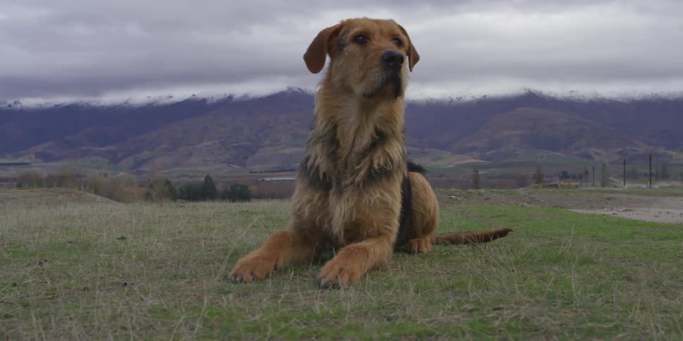 Dogs are playing in a field