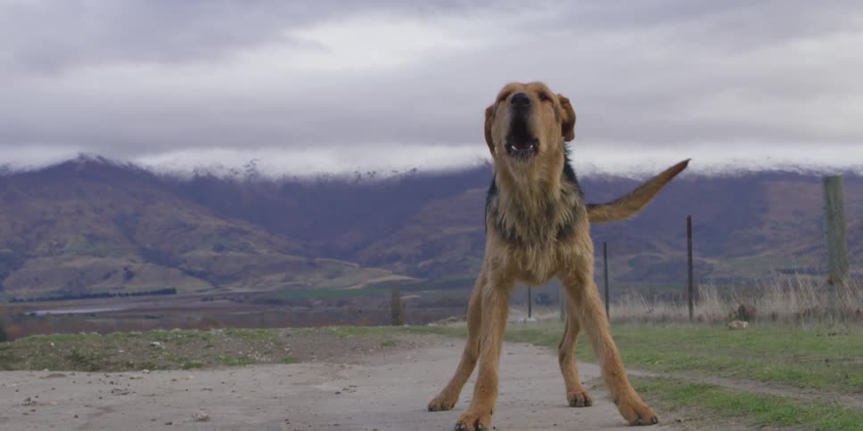 A dog barking