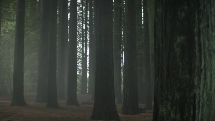 A foggy forest is being filmed and walked through