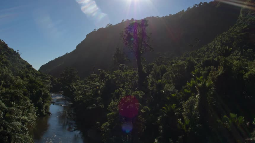 A river is flowing through a jungle on a sunny day