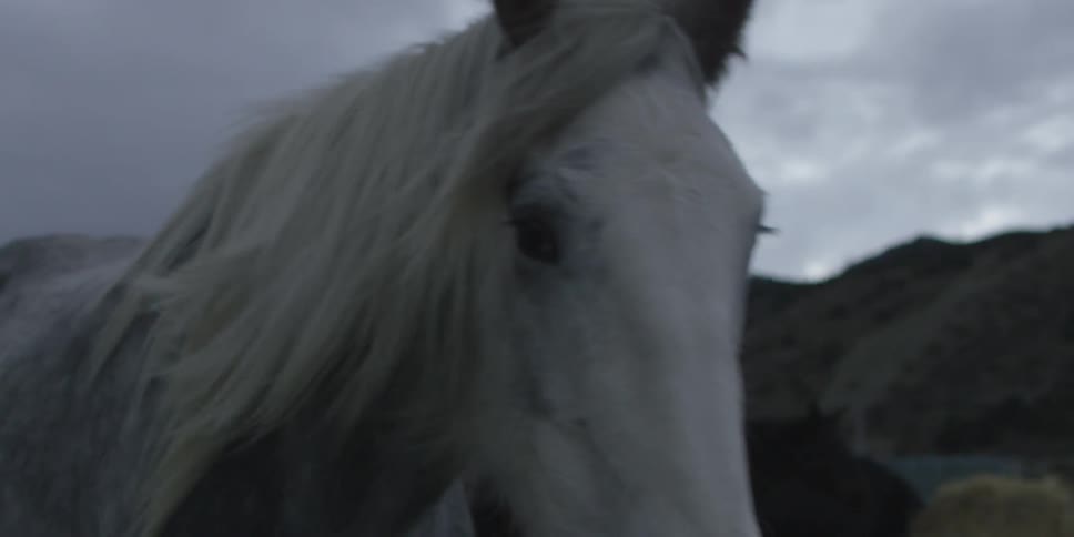 A white horse stands with its mane blowing in the breeze