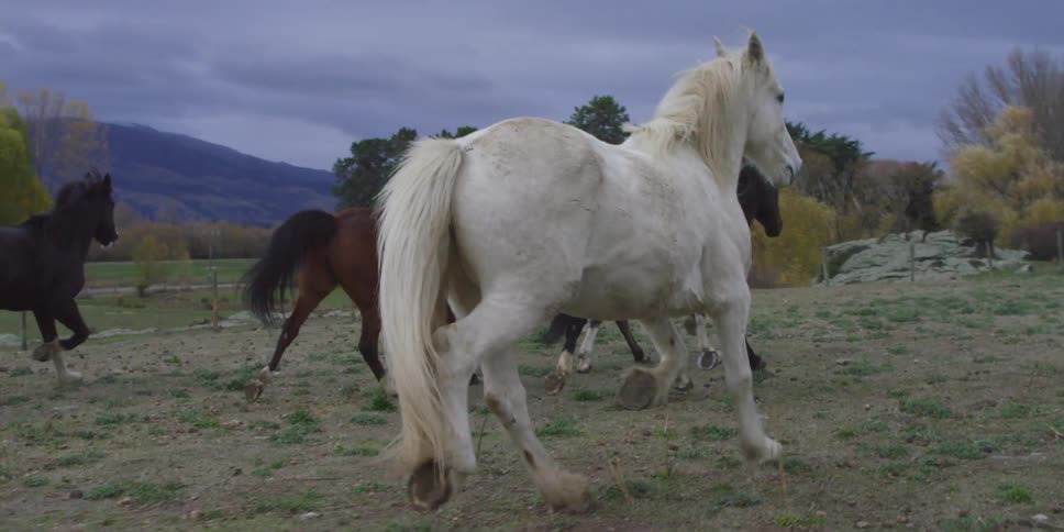 Horses gallop through a field