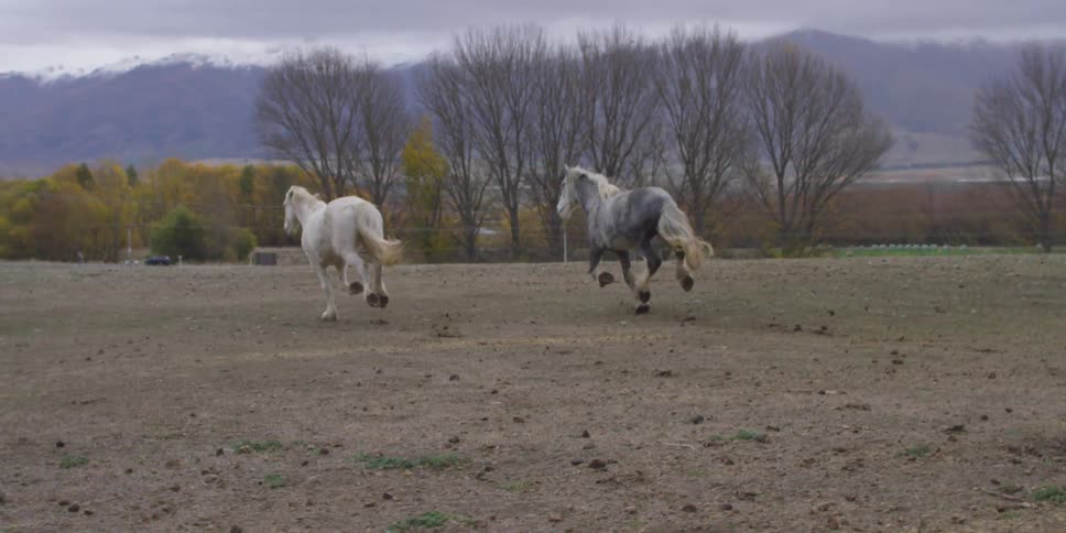 Two horses run in a pasture on an overcast day
