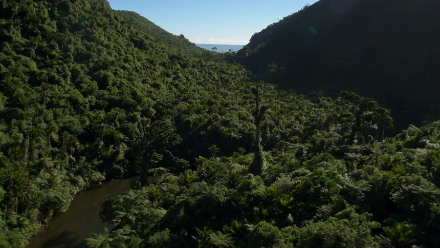A  river  through a dense forest