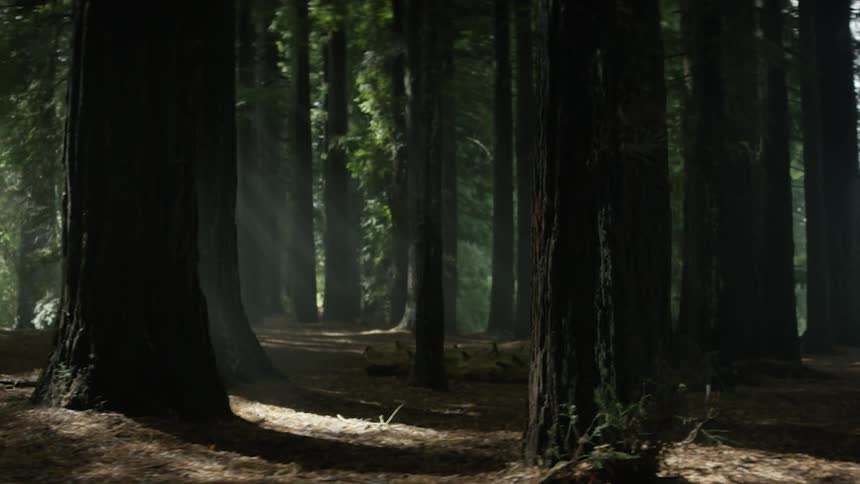 A forest during the day