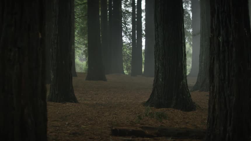 Tree trunks in a forest
